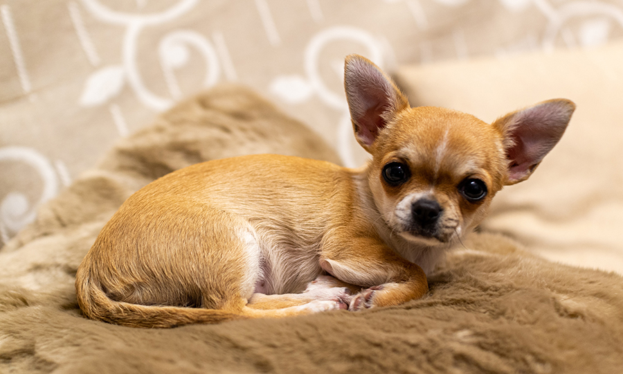 brown chihuahua laying on brown blanket