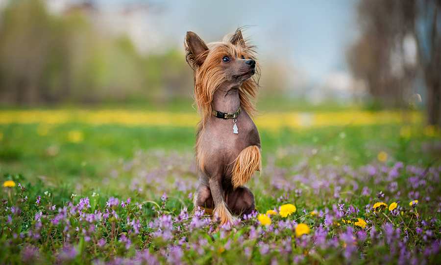 chinese crested dog sitting in middle of field of flowers