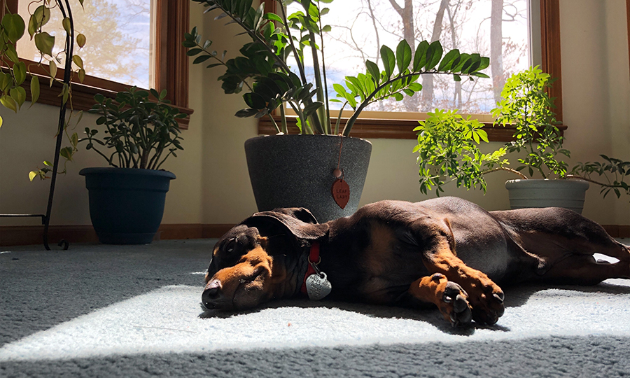 dachshund laying in sun spot inside apartment