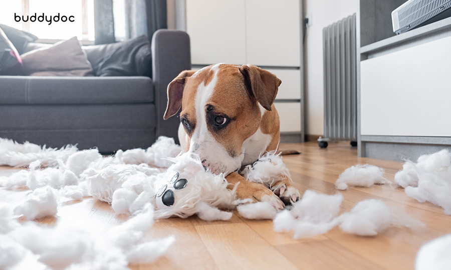 wads of cotton filling scattered all around brown and white dog