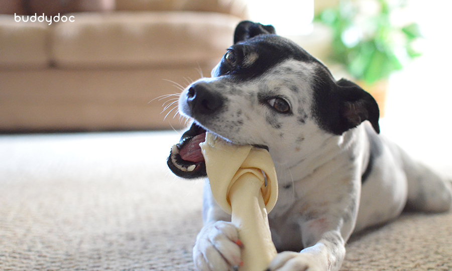 black and white dog chewing on bone treat on carpet