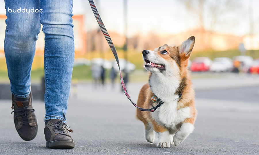 man walking corgi on pavement during daytime with leash