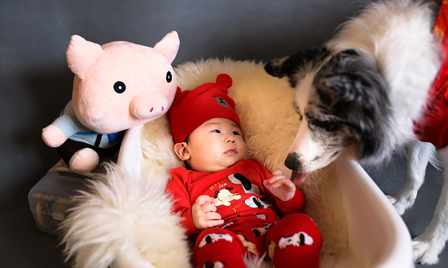 black and white dog smelling newborn baby in crib