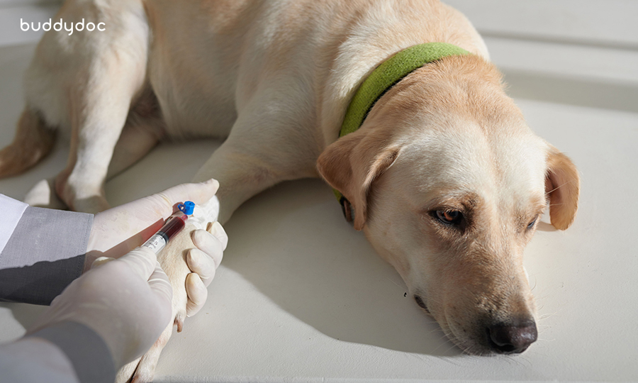 adult dog laying as veterinarian draws blood from front limb