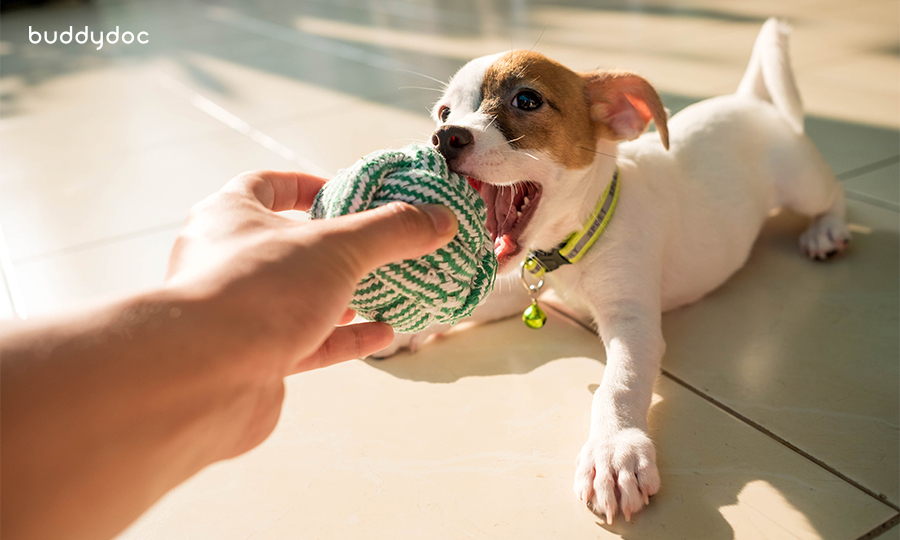 puppy biting green and white ball toy held by person