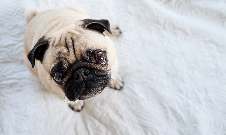 pug looking up at camera on top of bed with white sheets