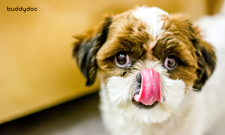 small puppy licking its nose