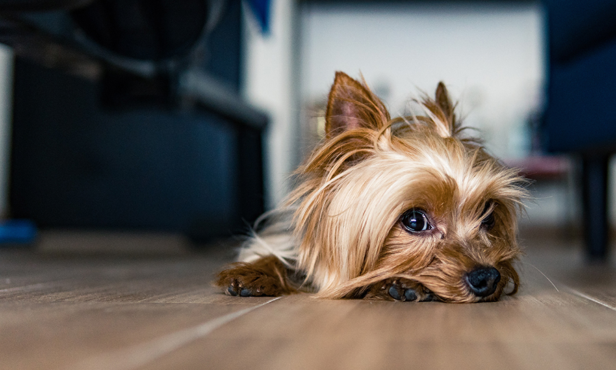 yorkshire terrier laying on wooden floors