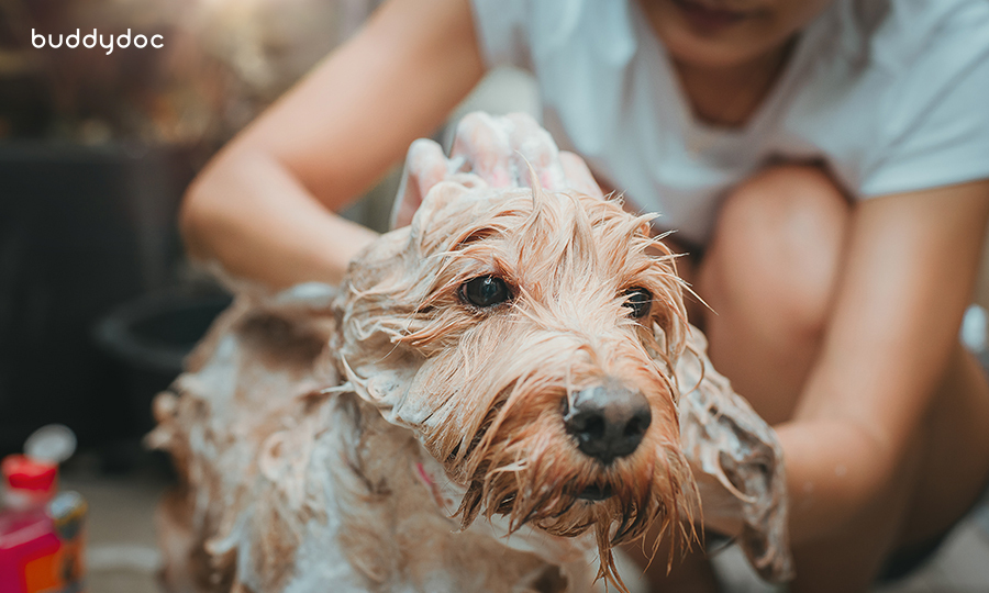 girl washing wet dog with soap suds all over