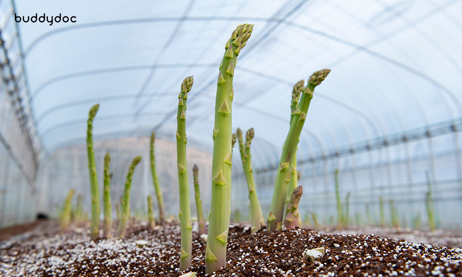 fresh asparagus growing inside of greenhouse