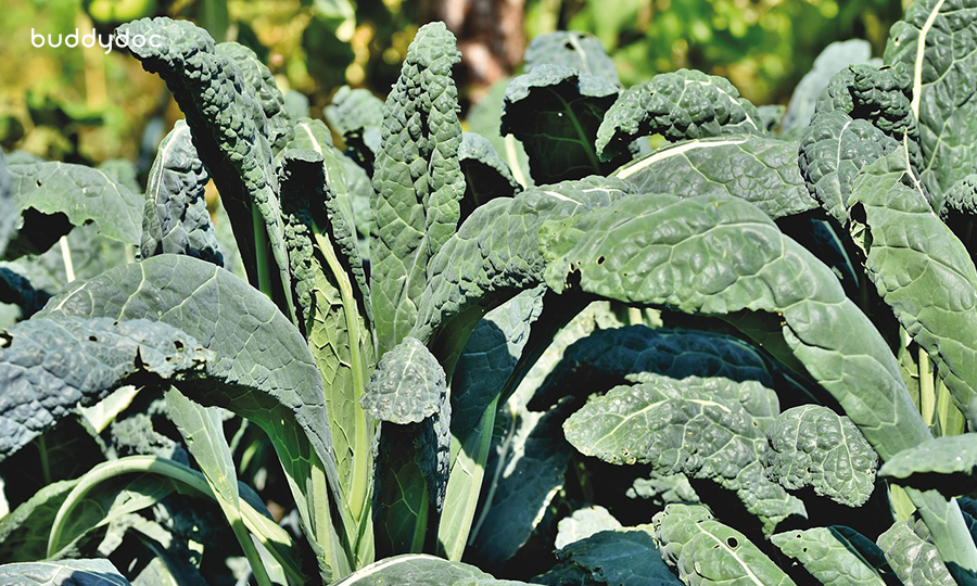 close up of kale bush in direct sunlight