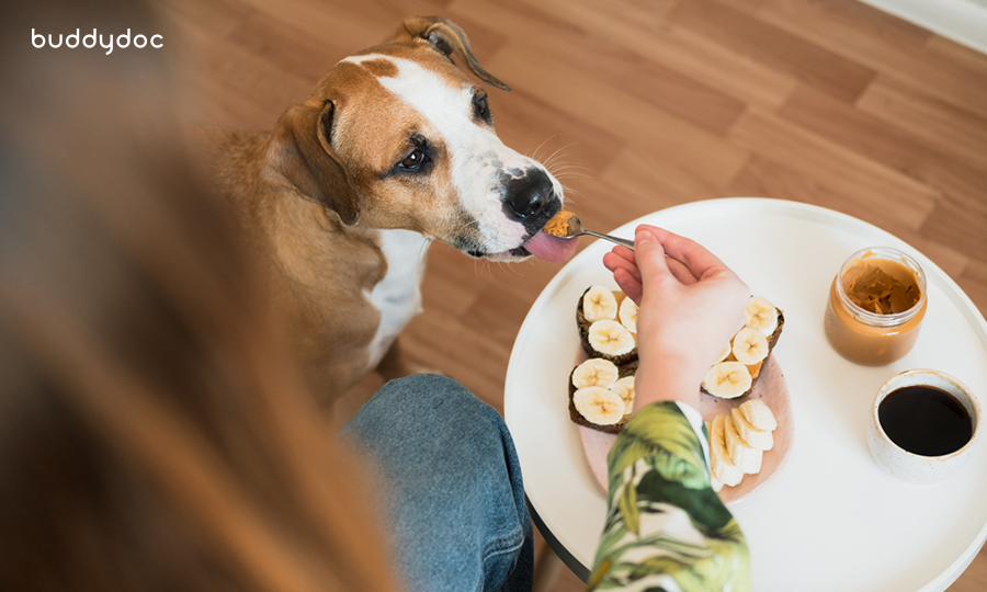 woman feeding her dog peanut butter off metal spoon