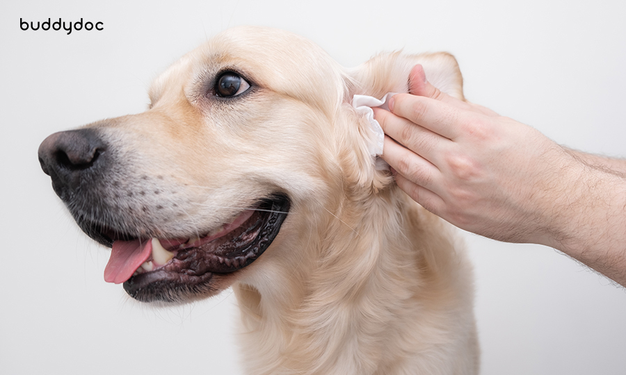 Ear-infection-in-dogs-home-treatment-buddydoc