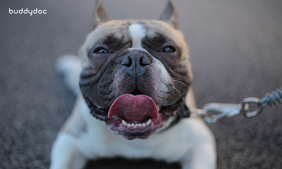 bulldog on leash resting in shade with tongue out