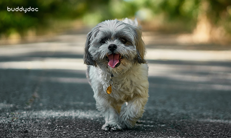 shih tzu walking on pavement with tongue out