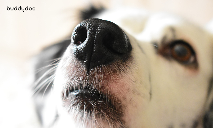 close up of dogs nose
