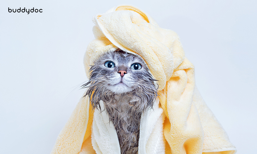 cat wrapped in yellow towel