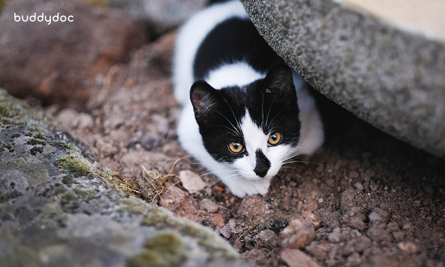 black and white cat outside on dirt hiding under rock