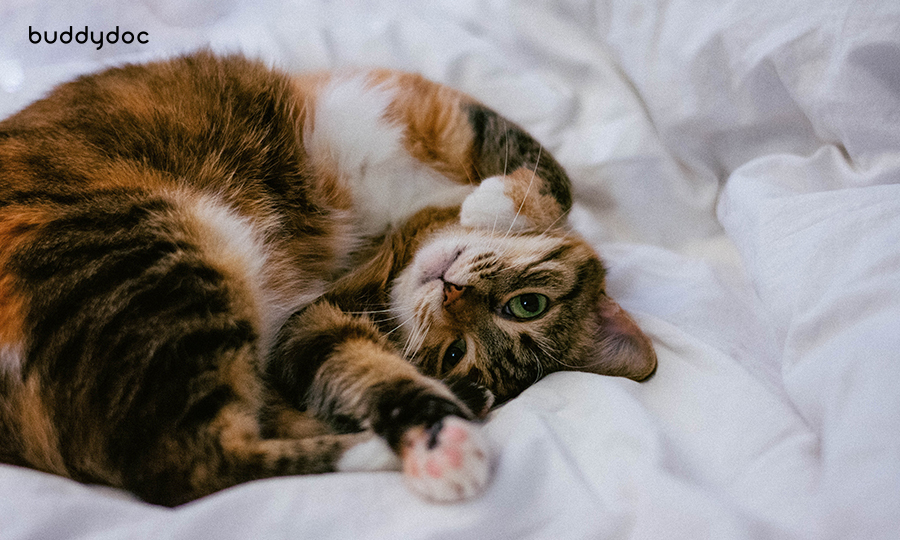 cat curled up on white sheets