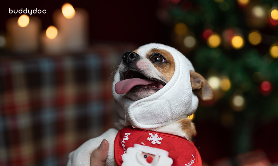 small dog wrapped in dog clothes in front of christmas tree