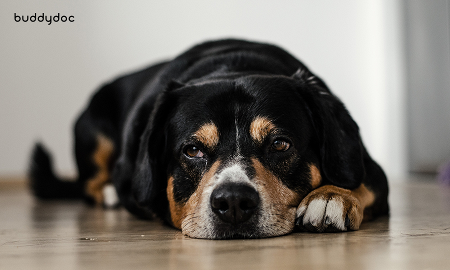 black and brown dog tired laying on wooden floor