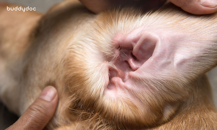 close up of dogs ear canal