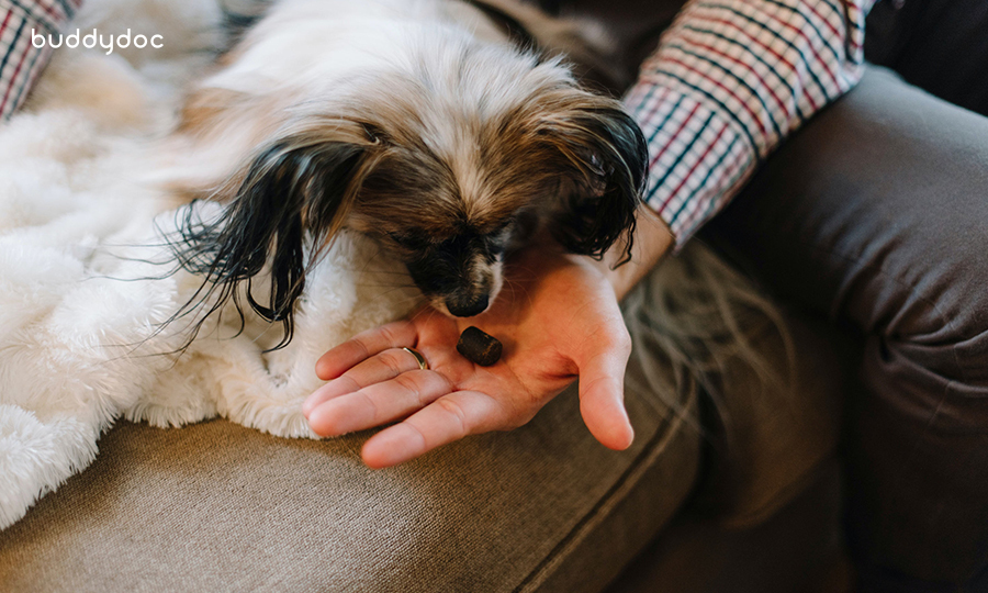small dog sitting with owner on couch sniffing dog treat in owners hand