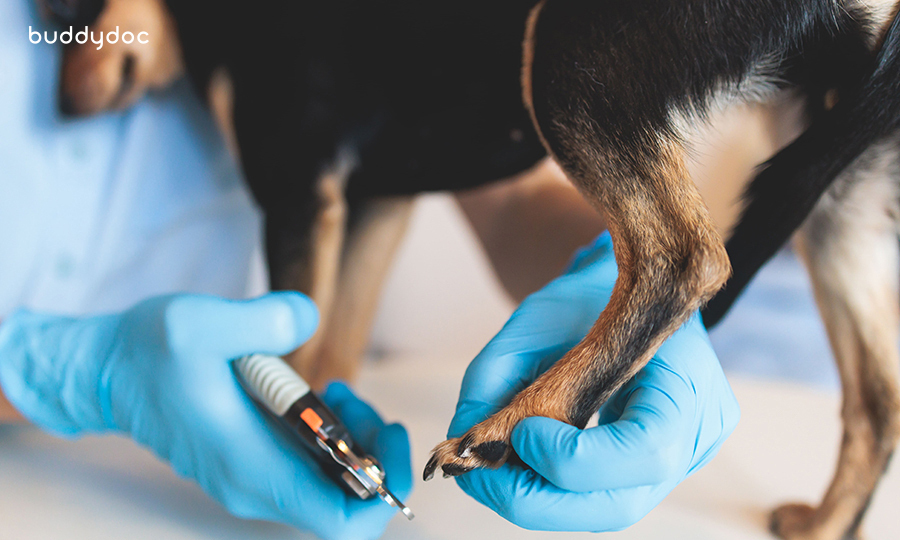 veterinarian clipping nails of black and brown dog