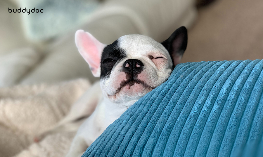 french bulldog squinting next to blue pillow