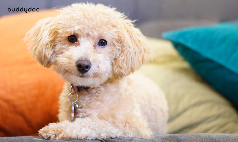 poodle resting on couch at home next to orange and blue pillows