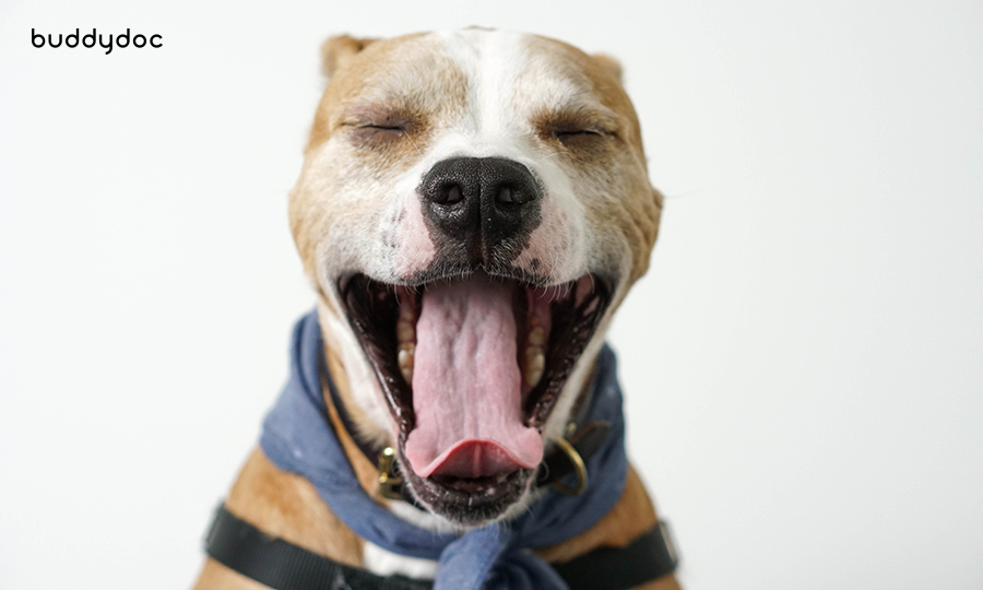 brown and white dog yawning big
