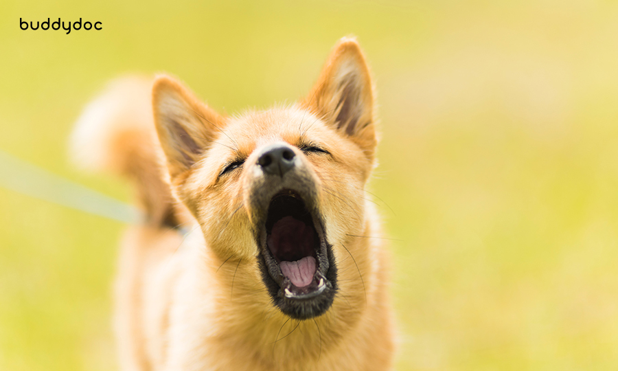 brown dog barking at camera