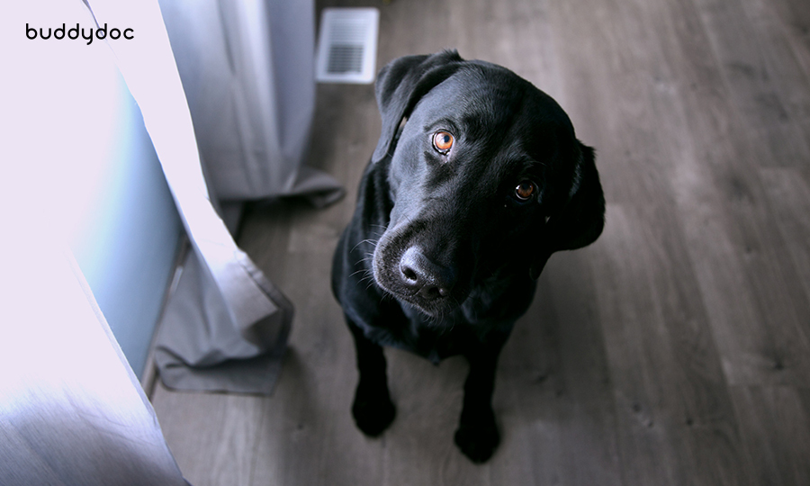 elderly black dog looking up with its head tilted