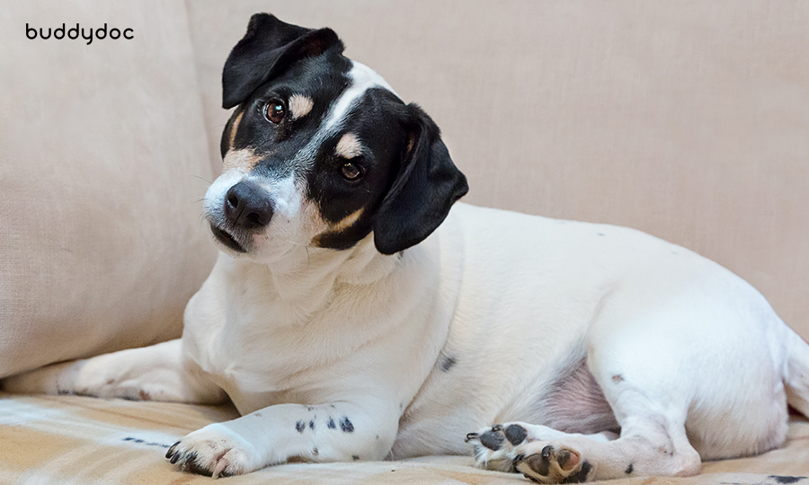 black and white dog on couch tilting its head