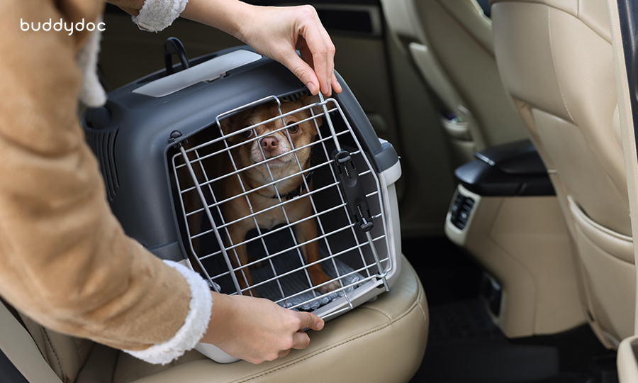 chihuahua in plastic crate placed in back seat by owner