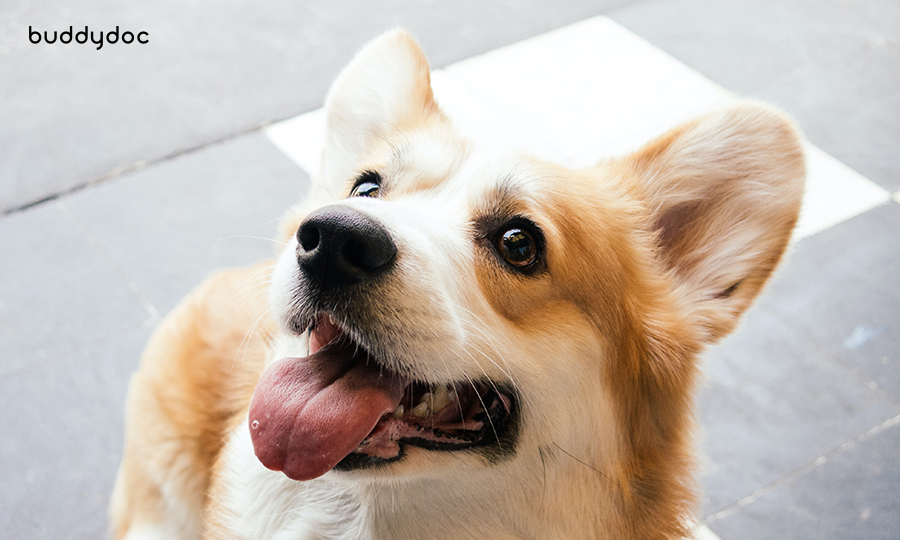 corgi looking up outside on patio