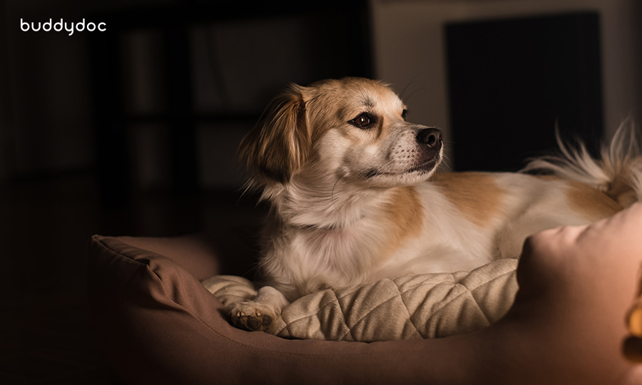 small dog in dog bed at night time