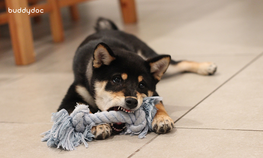 black dog playing with rope toy on tile floor