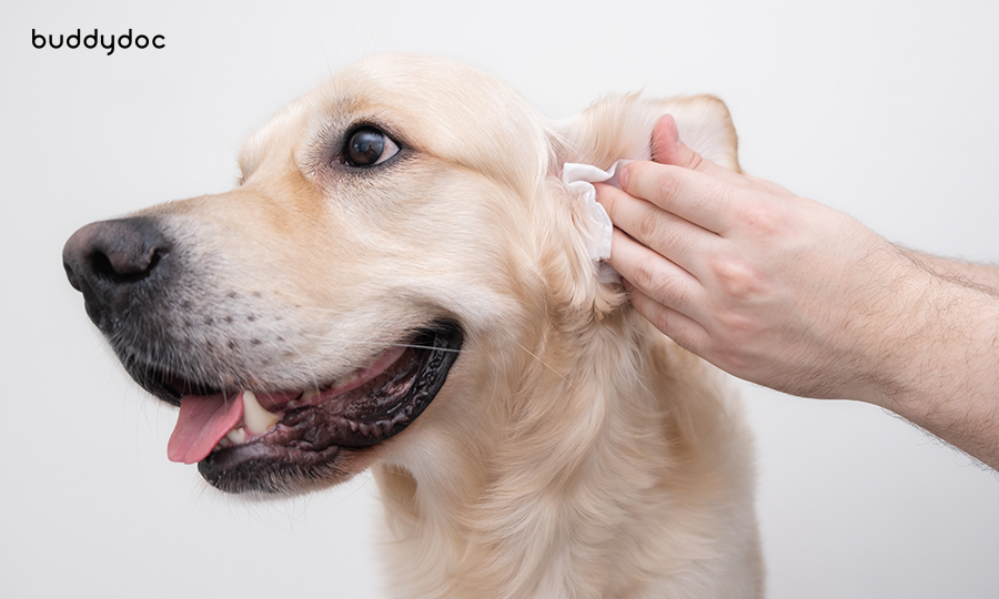 man wiping ear of golden retriever with cotton pad