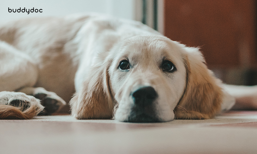 blonde dog resting face on floor