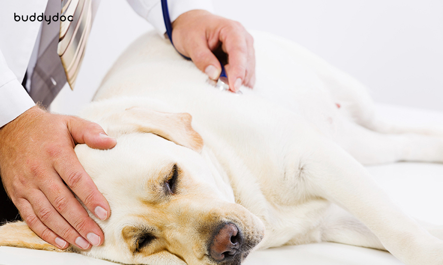 veterinarian checking heart rate of blonde dog with stethoscope