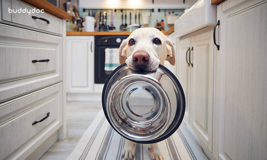 blonde dog with metal dog food bowl in his mouth in kitchen