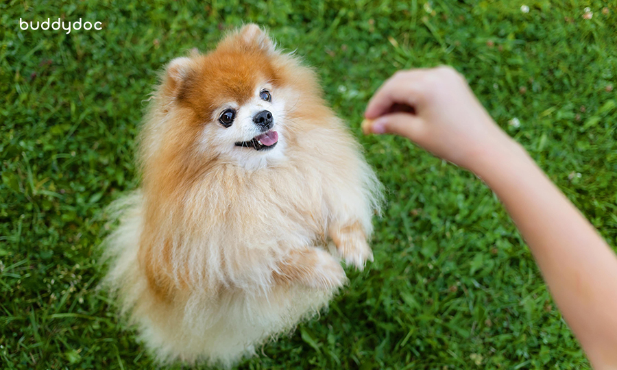 puppy on its hindlegs reaching for treat in person’s hand