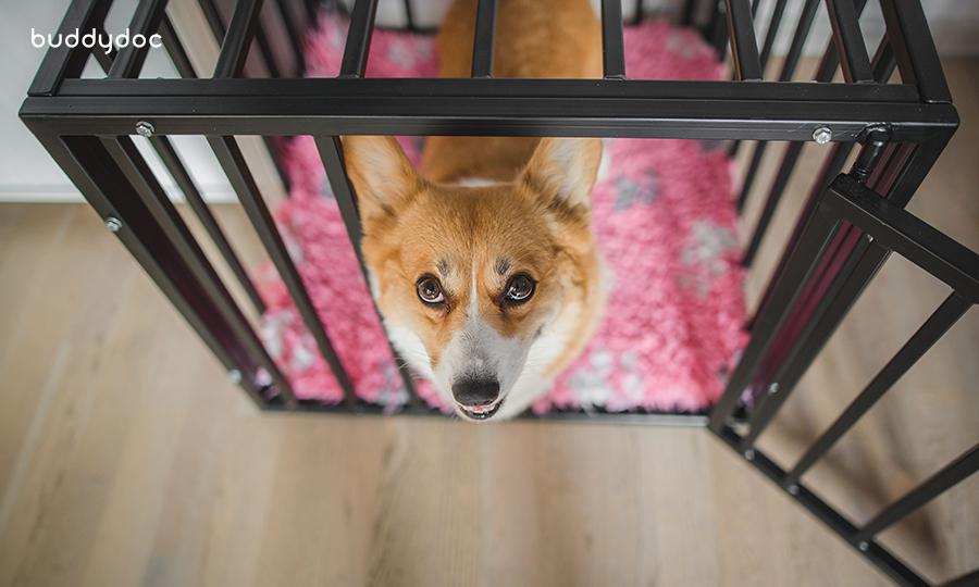 corgi looking up at the camera from within black wire crate with pink bedding
