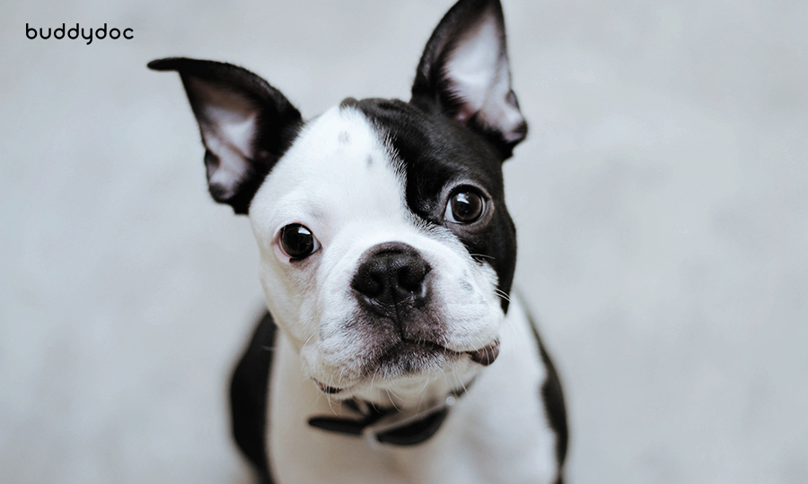 black and white boston terrier looking up at camera