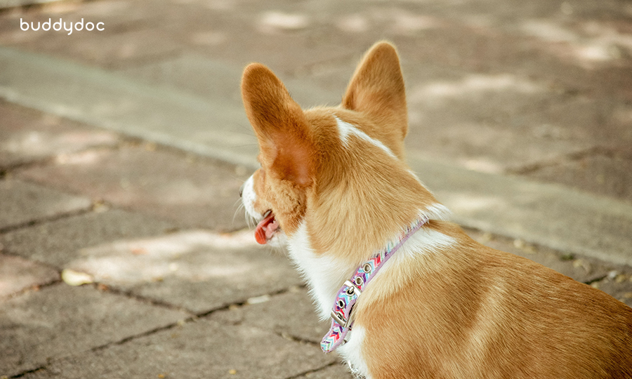 corgi looking away from camera with tongue out