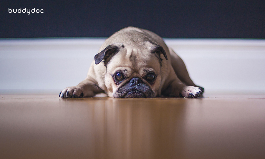 pug laying flat on wooden floor