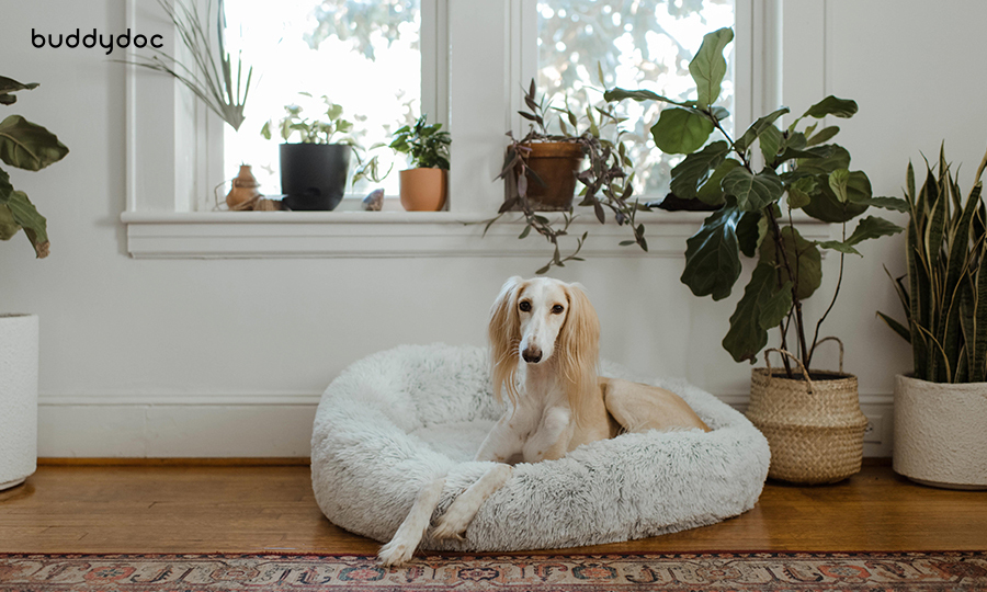 adult dog in dog bed in front of window with many planted pots