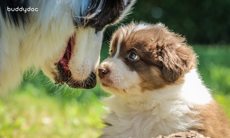 puppy and its mother looking into each others eyes in green field