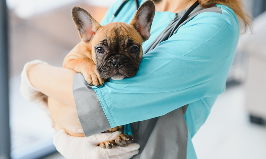 A baby French bulldog held by a female veterinarian